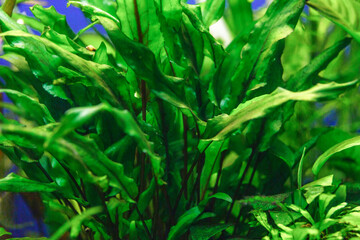 A green beautiful planted tropical freshwater aquarium with fishes and shrimps.Cryptocoryne is green. Aquarium with plants.Aquascape.