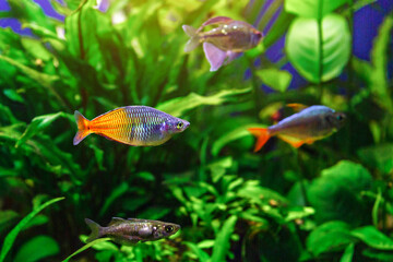 A green beautiful planted tropical freshwater aquarium with fishes and shrimps.Boeseman's rainbowfish - Melanotaenia boesemani,with water plants.