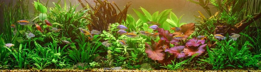 A green beautiful planted tropical freshwater aquarium with fishes.Fish tank decorative.Underwater...