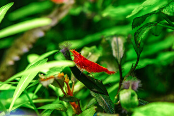 A green beautiful planted tropical freshwater aquarium with fishes and shrimps.Cherry dwarf shrimp stay on green leaf of water plant in fresh water aquarium tank