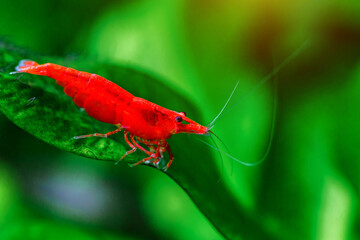 A green beautiful planted tropical freshwater aquarium with fishes and shrimps.Cherry dwarf shrimp stay on green leaf of water plant in fresh water aquarium tank