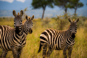 Three zebras in the bush at sunset