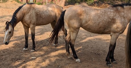 Fototapeta premium Marwari horses, India