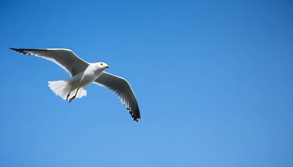 Obraz premium Seagull soaring against a high-resolution sky background