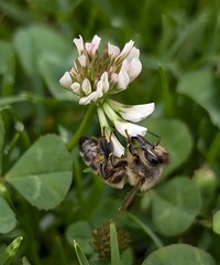 Bee on a flower