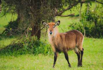 Female defassa waterbuck in sunset light