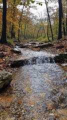Obraz premium A serene forest scene featuring a gentle stream flowing over pebbles, surrounded by vibrant autumn foliage.