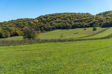 A green field on the edge of a forest is illuminated by sunlight. Stripes of bushes. Clear blue sky.