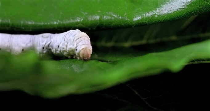 Silkworm in natural environment, green leaves, macro