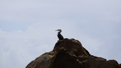 Bird at the coastal rocks