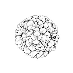 illustration of  a hydrangea