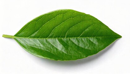 Obraz premium Single Green Leaf Of Jasmine 