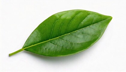 Obraz premium Single Green Leaf Of Jasmine 