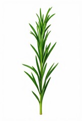 Naklejka premium Green Sprig Isolated on White Background.