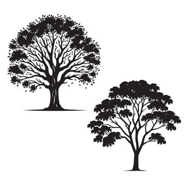 Boxelder tree set silhouette - vector image of boxelder - trees set 