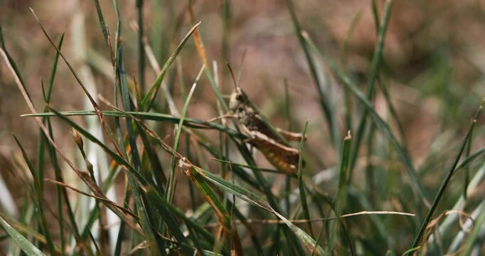 La petite sauterelle (Chorthippus mollis)