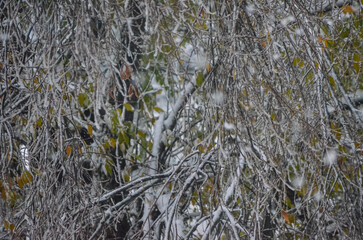 A tree covered in snow with a few leaves still on it. The snow is covering the branches and leaves, giving the tree a peaceful and serene appearance.