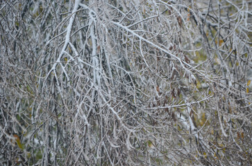A tree branch covered in snow. The branch is bare and has no leaves. The snow is heavy and covers the branch almost completely. Concept of coldness and stillness, as the snow has not yet melted.