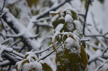 A tree covered in snow with a few leaves still visible. The snow is covering the branches and leaves, giving the tree a serene and peaceful appearance.