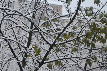 A tree covered in snow, with a building in the background. The snow-covered branches of the tree create a peaceful and serene atmosphere, as if the tree is taking a break from its usual activities.