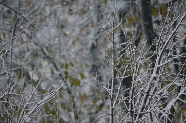 A tree with snow on it. The snow is covering the branches and leaves. The tree is bare and has no leaves.