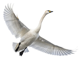 Obraz premium Front view, Tundra Swan is spreading its wings and flying isolated on a transparent background