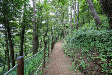 제주도 제주시 봉개동 안세미오름