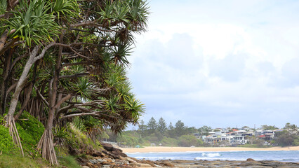 Pandanus fruit palm trees with its roots in the wet tropical coastal areas of Queensland in Australia