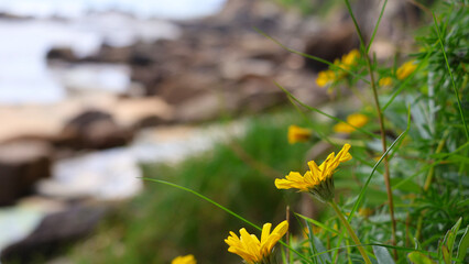 flowers at beach depth of field 