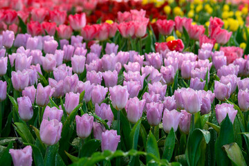 Obraz premium Blooming Tulips and water droplets on its petals blooms in the garden.