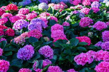 Blooming Hydrangeas flowers in the garden at Chiang Mai, Thailand.