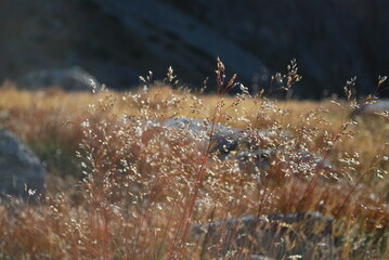Close-up of delicate grass stalks glowing in the sunlight on a mountain slope.