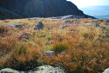 Close-up of golden grass on a rocky mountain slope with sunlight illuminating the meadow.