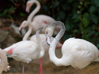 Greater flamingo (Phoenicopterus roseus) is the most widespread and largest species of the flamingo family.