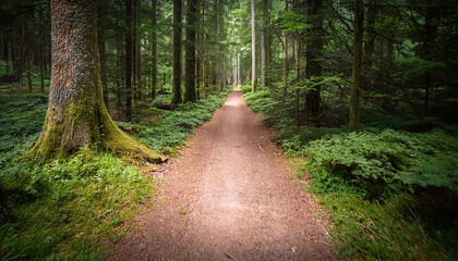 Fototapeta premium 深い森の中の一本道