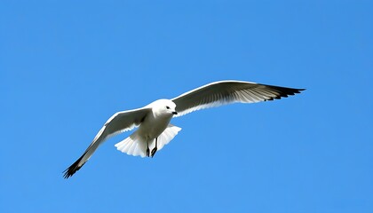 Obraz premium High-resolution image of a bird flying in the sky, white seagull with spread wings.