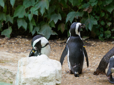 African penguin - also known as jackass penguin