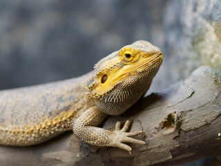 agama agama lizard in a natural museum
