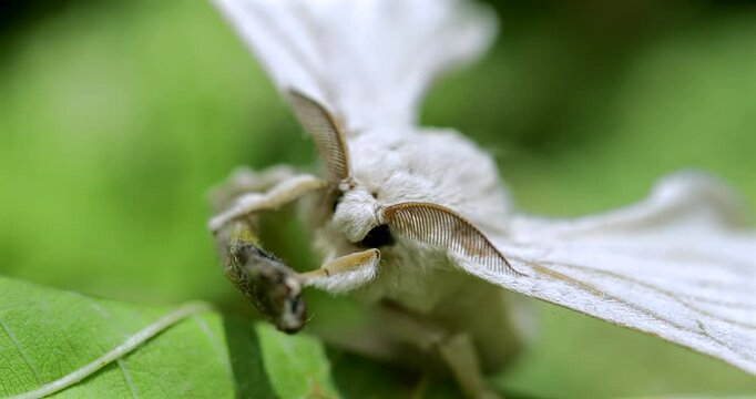 Silk moth head, extreme closeup, Bombyx mori
