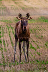 moose in the field
