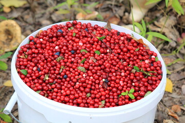 a full bucket of red ripe lingonberries mixed with blueberries
