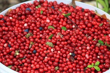 a full bucket of red ripe lingonberries mixed with blueberries
