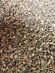 A farmer is holding perilla seeds in both hands.
