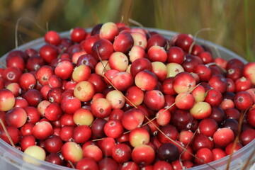 cranberries in a bucket