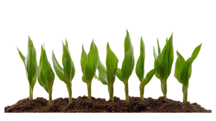 Collection corn plan isolated on transparent background for garden design.