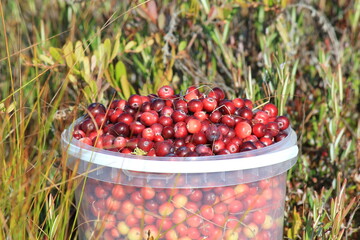 cranberries in a bucket