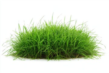 A dense clump of vibrant green grass blades evenly distributed and standing upright