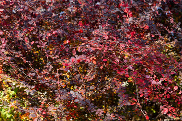 Helmond Pillar Japanese Barberry in details. 