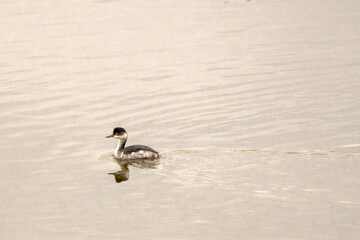 Italy Tuscany Grosseto Castiglione della pescaia, maremma Diaccia Botrona Podiceps nigricollis