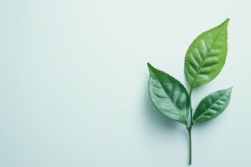 Fototapeta premium green tea leaf isolated on white background. place for text. 